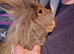 Mini Lop Lionhead x Mini Lop babies