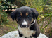4 Beautiful Collie Puppies for Sale