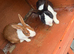Breeding pair rabbits