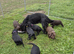 7 beautiful cocker spaniel