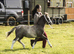 Welsh Section A 2 year old gelding