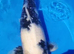 koi for sale 2 x 18 inch  2 x 12 inch
