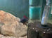 XL Tropheus sp. 'Red' Moliro (Firecracker)
