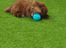 Cockapoo puppy for sale