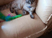 Male Ragdoll for sale .