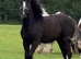 Welsh Partbred Filly