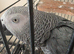 African grey parrot