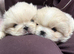 Pekingese pups
