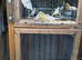 Canaries for sale