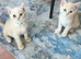 Beautiful purebred Scottish Fold/ Straight kittens