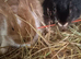 6 Netherland Dwarf bunnys