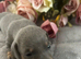 Gorgeous miniature Dachshund puppies ready 4th July