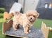 Tiny Asian/Korean F1 Maltipoo Puppies
