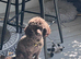WAITING LIST Miniature Poodle puppies