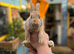 Harlequin/ Rex baby bunnies