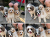 4 stunning cavapoo puppies