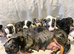 Jack Russell Puppys, HURRY x3 LEFT, Quality Bloodlines