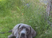 Blue Great Dane