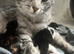 Maincoon/bengal mix