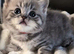 Active GCCF BSH spotted tabby - Kiki