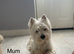 KC gorgeous Westies puppies