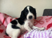 7 healthy sprocker spaniel puppies