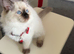 Ragdoll kitten for sale