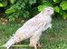 Female goshawk