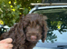 Cockapoo looking for lifelong home