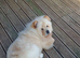 Chow chow female
