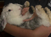 MINI LION LOP X LION LOP RABBIT + CAGE FOR SALE