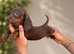 8-week-old Miniature Dachshund puppies looking for their forever homes. 3 boys and 1 girl.