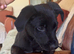 Labrador x collie