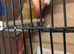 Beautiful Breeding pair of pineapple Conures