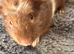 4 baby male guinea pigs