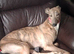 Male greyhound