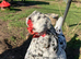 Hatching eggs - Swedish flower hens - &pound;3