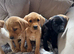 Stunning litter of Labrador puppies