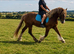 Super smart fun cob