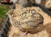 Quail Hatching Eggs