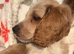 F2 cockapoo boy ready to leave