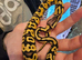 Beautiful ball python