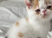 Ready Now . Gorgeous GCCF registered kittens from Champions parents