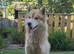 Beautiful 2-Year-Old Dog Looking for a Loving Home