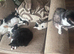 Gorgeous 10 week old kittens