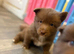 Three Pomsky Babies