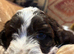 Quality F1 Cockapoo puppies