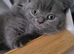 Gorgeous pedigree British shorthaired for sale