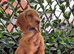 BEAUTIFUL GOLDEN COCKER SPANIEL PUPPIES – LOVING FOREVER HOMES SOUGHT