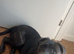 Cane corso cross presa canario